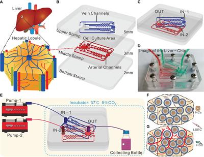 Design and Fabrication of a Liver-on-a-chip Reconstructing Tissue-tissue Interfaces